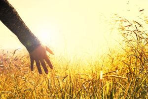 O que é apatheia e ataraxia?